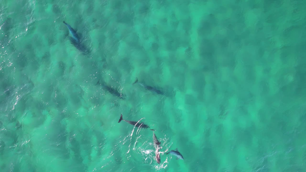 delfines nariz de botella nadando en el océano tropical en nueva gales del sur, australia - de arriba hacia abajo