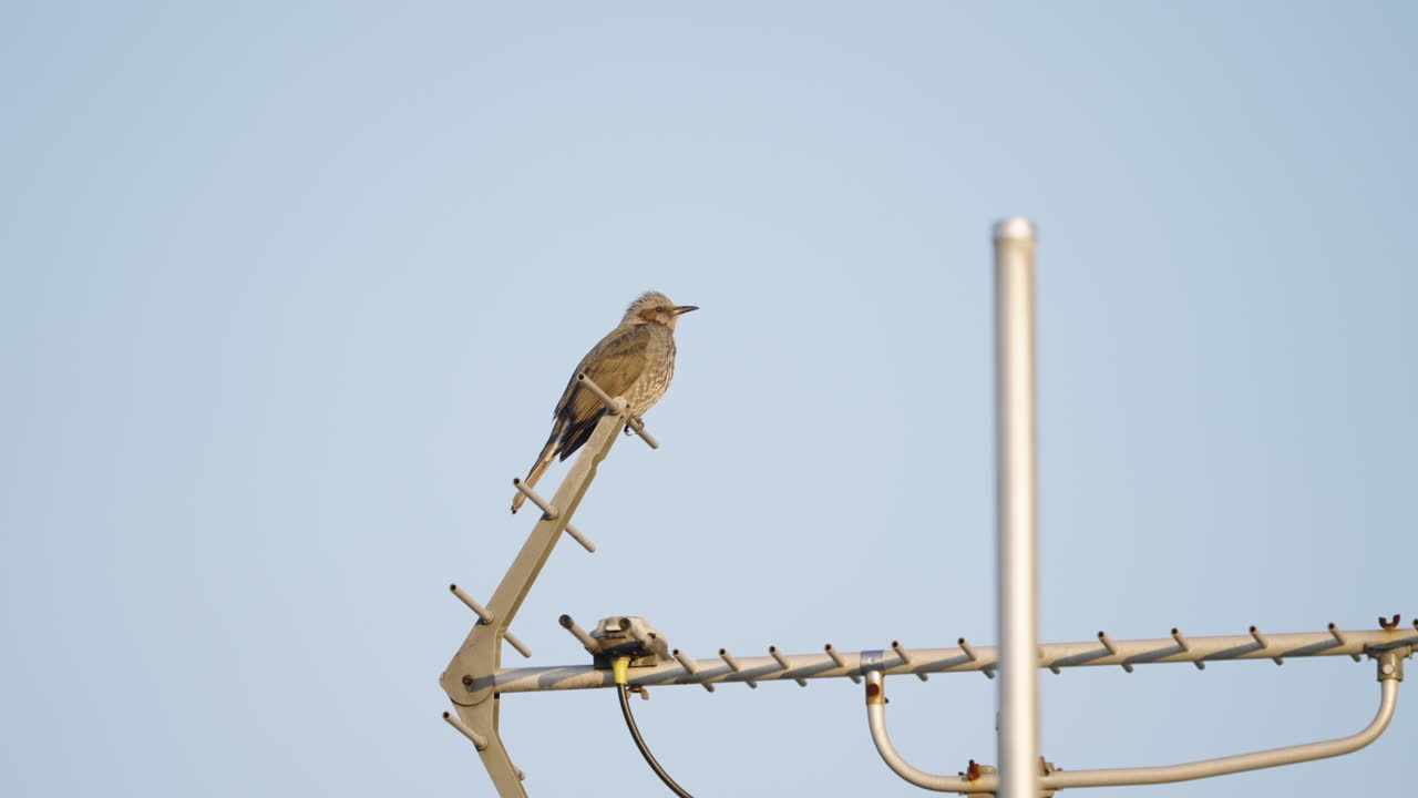 una toma fija de un bulbul de orejas marrones que sale volando de una antena yagi-uda en tokio, japón