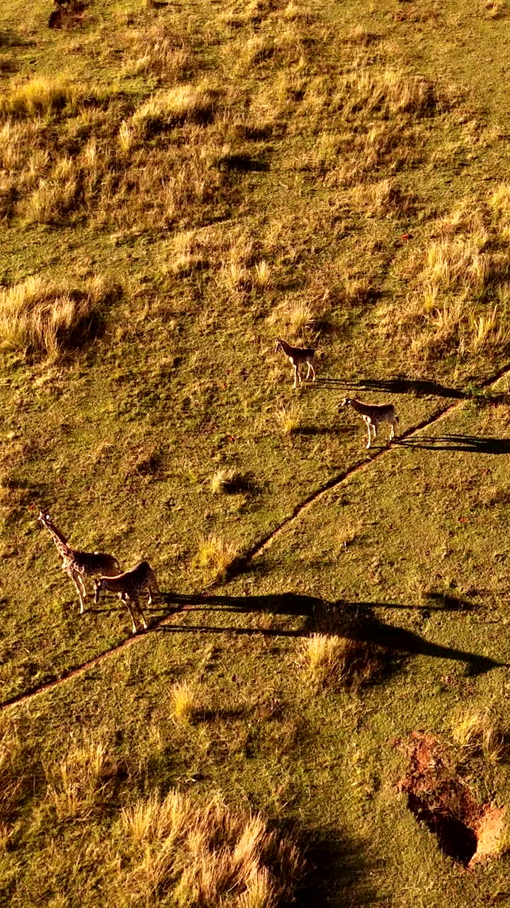 Vertical. Drone view of tower of giraffe with long shadows on game path of field