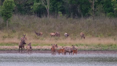 stag on the left side looking around, crow flies away, a herd on the grass, herd in the water, alert and watching for predators, sambar deer, rusa unicolor, phu khiao wildlife sanctuary, thailand