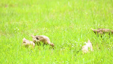 desi ducks eagerly hunting for insects native to india and bangladesh