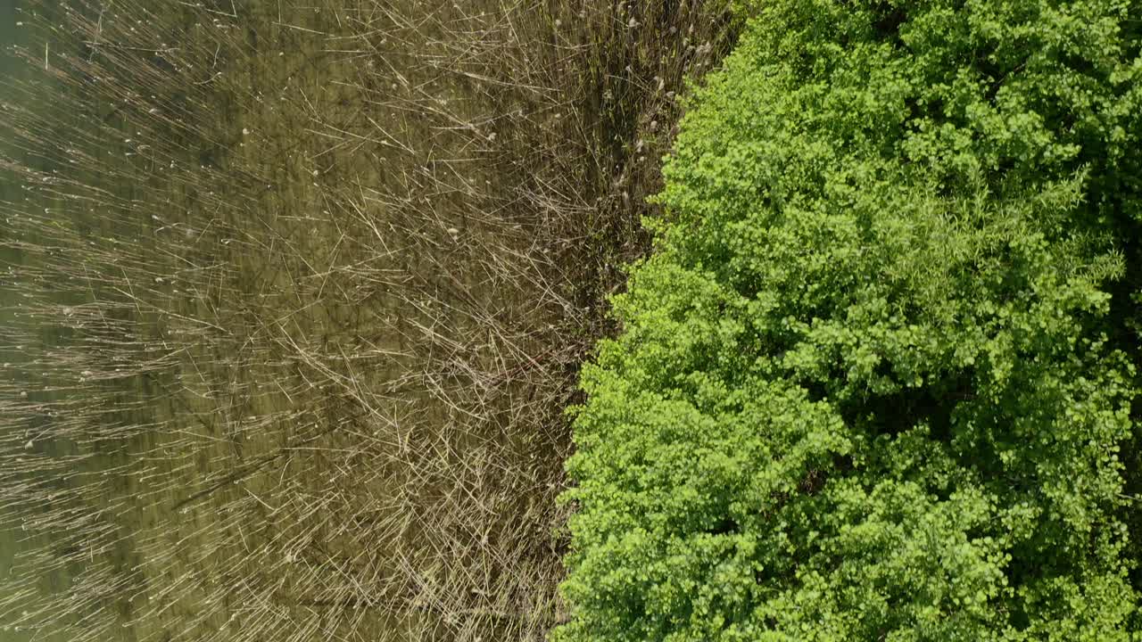 Forest Trees And Dry Reeds On Lakeshore Near Warmia, Poland