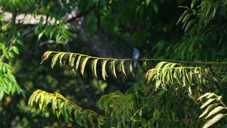 pequeño pájaro mirando de izquierda a derecha mientras está encaramado en una pequeña rama, verditer flycatcher, eumyias thalassinus, tailandia