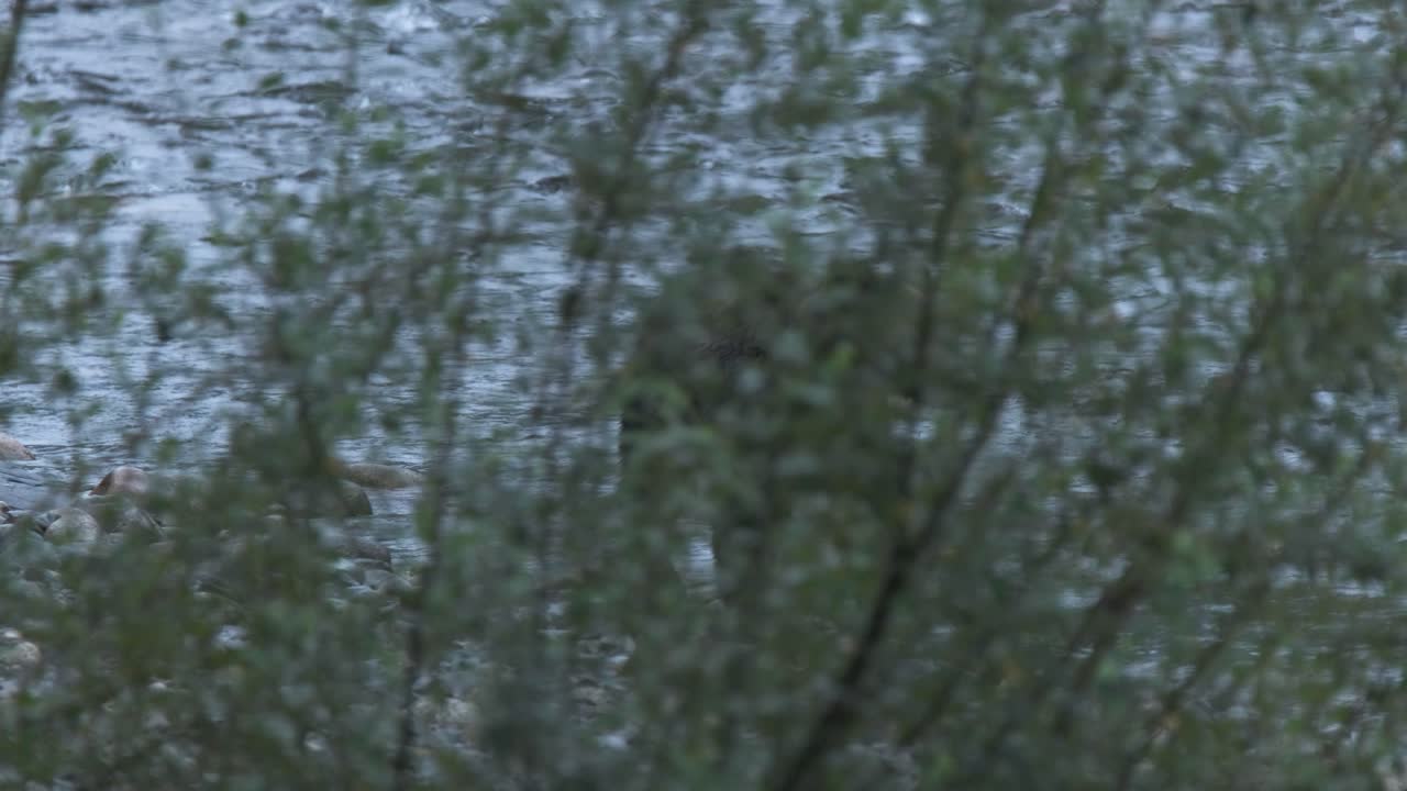 Big male grizzly beside river at dawn, seen through tree branches