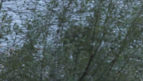 big male grizzly beside river at dawn, seen through tree branches