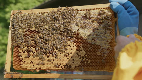 beekeeper hands holding a hive frame with a honeycomb, close up shot