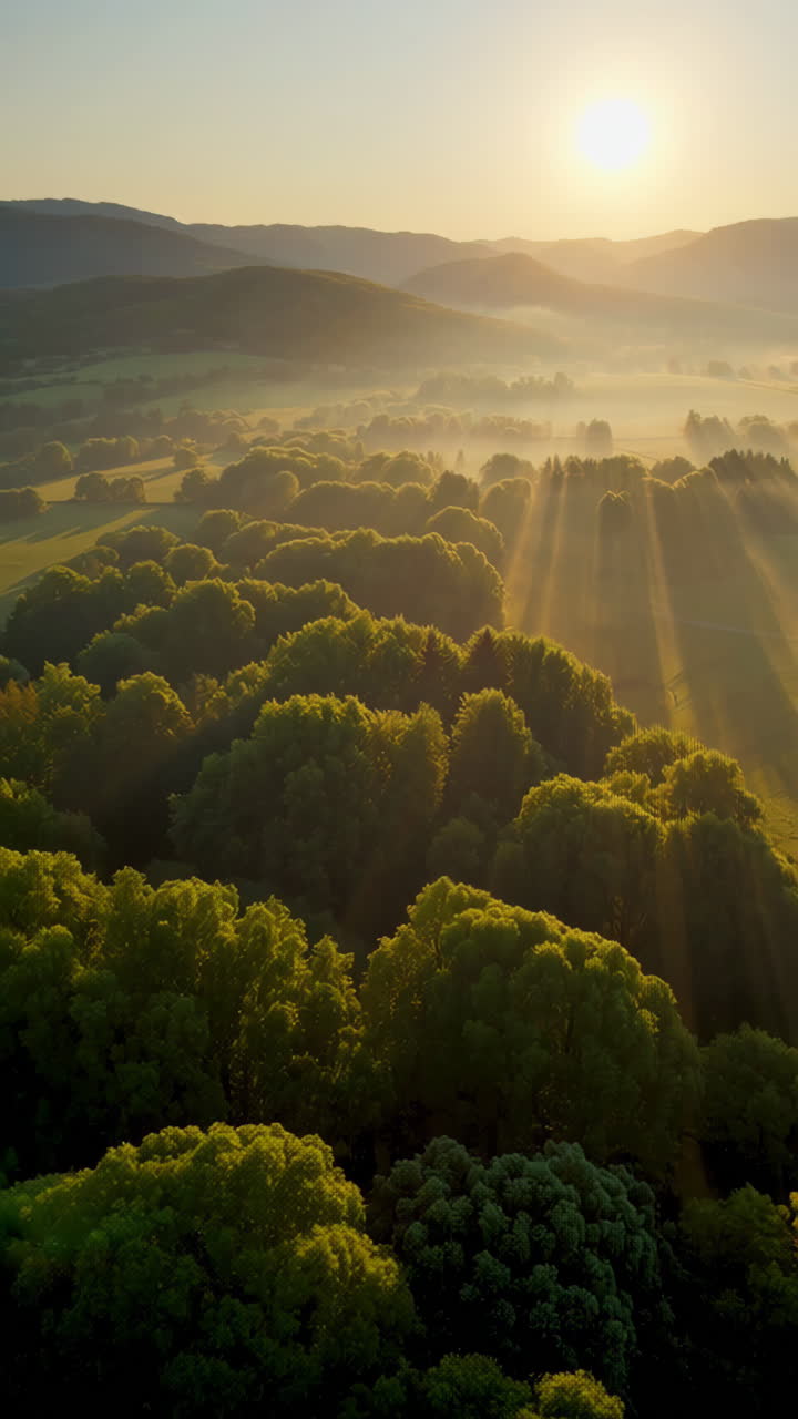 Sunlight filtering through a misty forest at sunrise