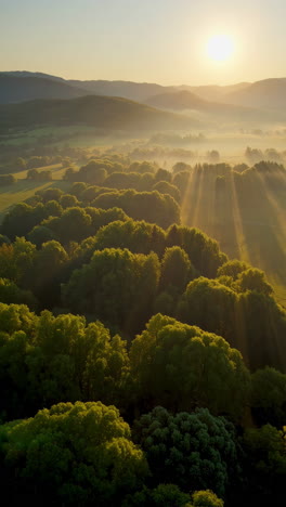 sunlight filtering through a misty forest at sunrise