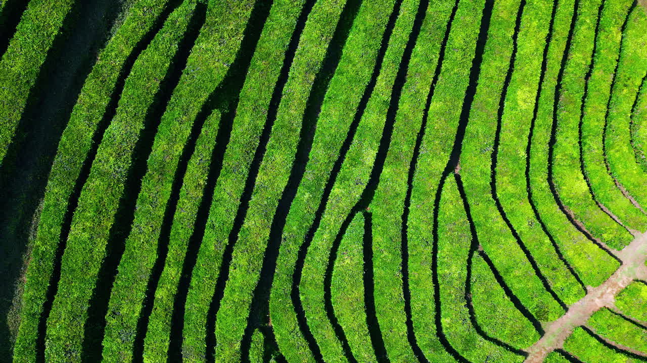 las líneas de plantaciones exuberantes de verano en las tierras altas se alejan