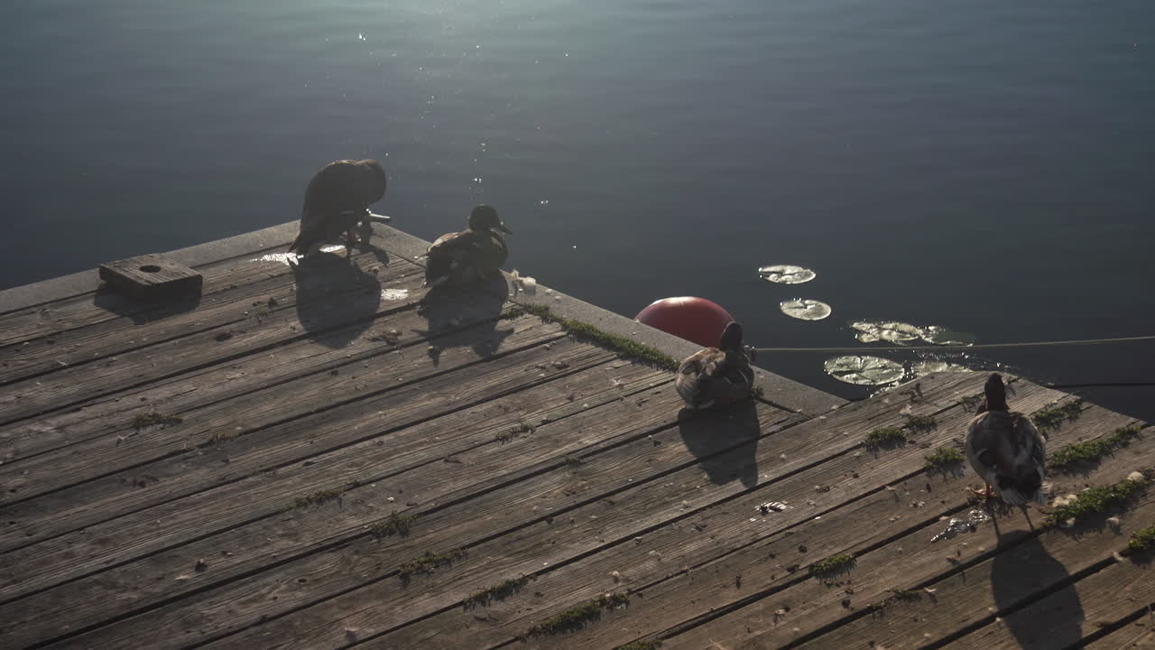 매사추세츠 주 월섬에 있는 변덕스러운 거리 다리 근처 찰스 강의 부두에 있는 오리 무리