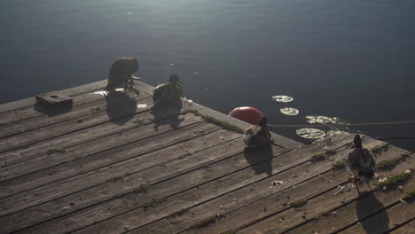 a group of ducks on a dock in the charles river near moody street bridge in waltham, ma