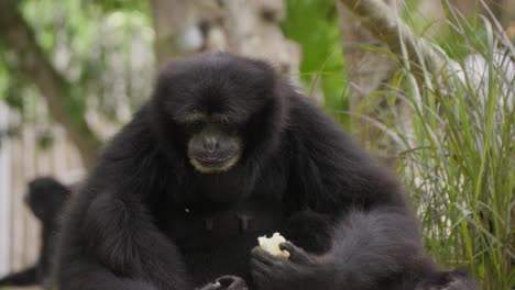 siamang black-furred gibbon eating. close-up and slow-motion