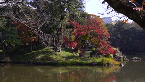 beautiful japanese landscape garden with fall foliage and pond during daytime