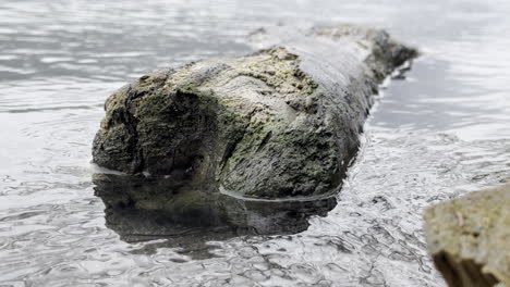 Weathered-log-rests-half-submerged-in-rippling-water-at-serene-lake-shore
