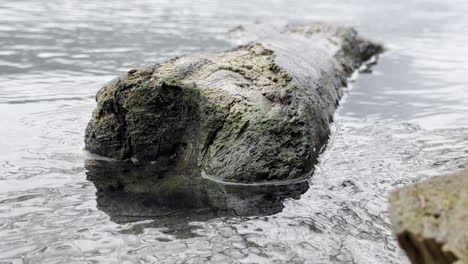 Tronco-Desgastado-Descansa-Medio-Sumergido-En-Agua-Ondulante-En-La-Orilla-Del-Lago-Sereno