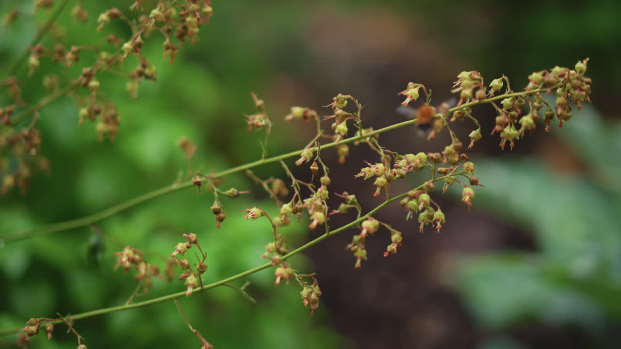 Grappoli di semi marroni su sfondo verde sfocato, delicate infiorescenze secche che ondeggiano nella leggera brezza con tonalità terrose tenui e profondità di campo ridotta che crea un'atmosfera di prato tranquillo
