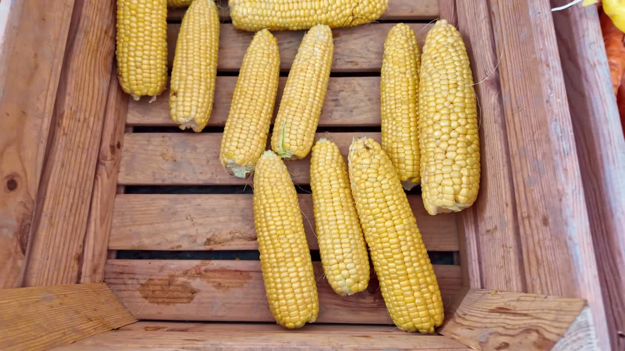 Backward camera movement revealing several corn cobs placed in a wooden crate. Natural light highlights their yellow kernels and rustic texture