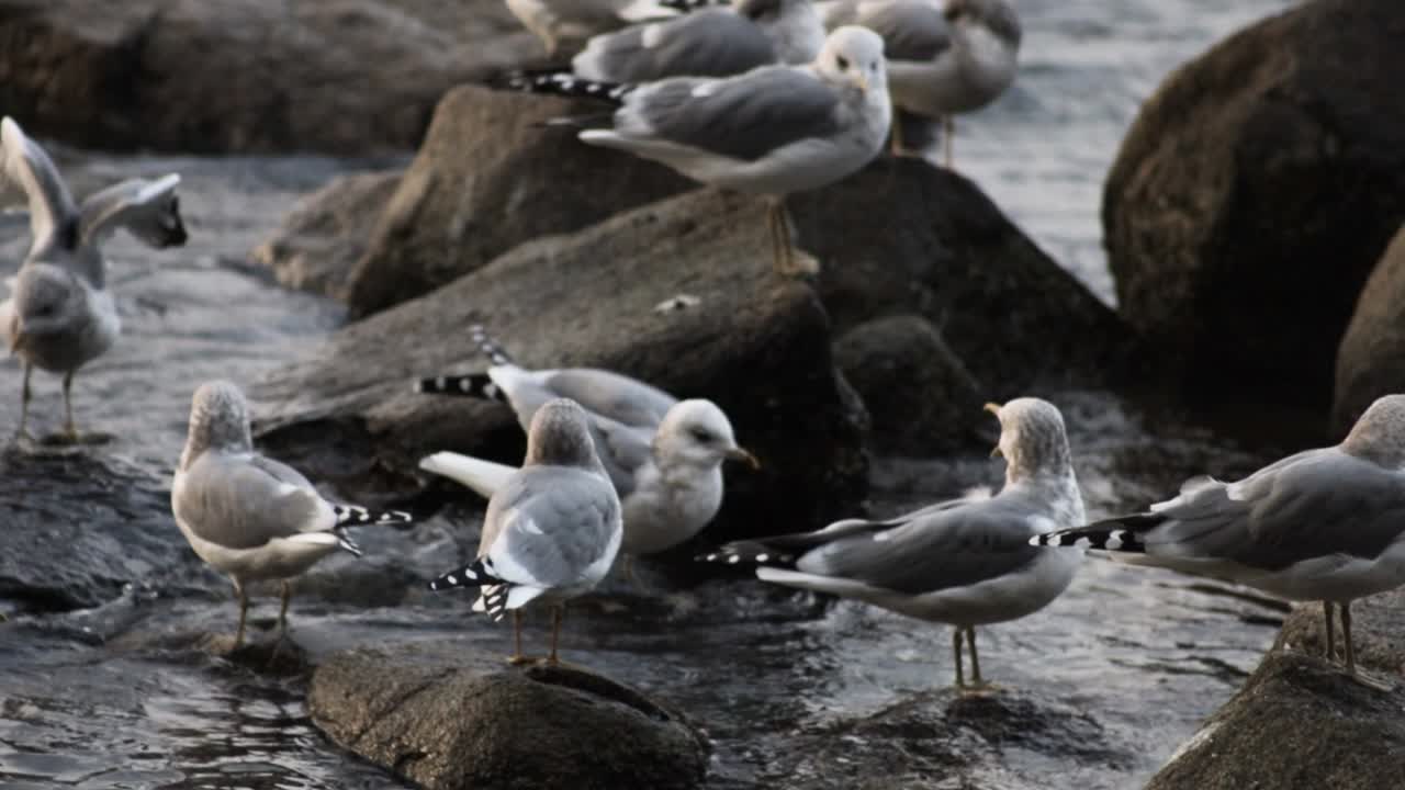 toma panorámica de mano de gaviotas en las rocas