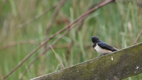 Junges-Küken-Des-Vogels-Schlucken,-Das-Kopienraumnahaufnahme-Thront