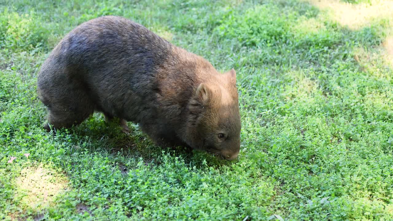A wombat foraging in a grassy area