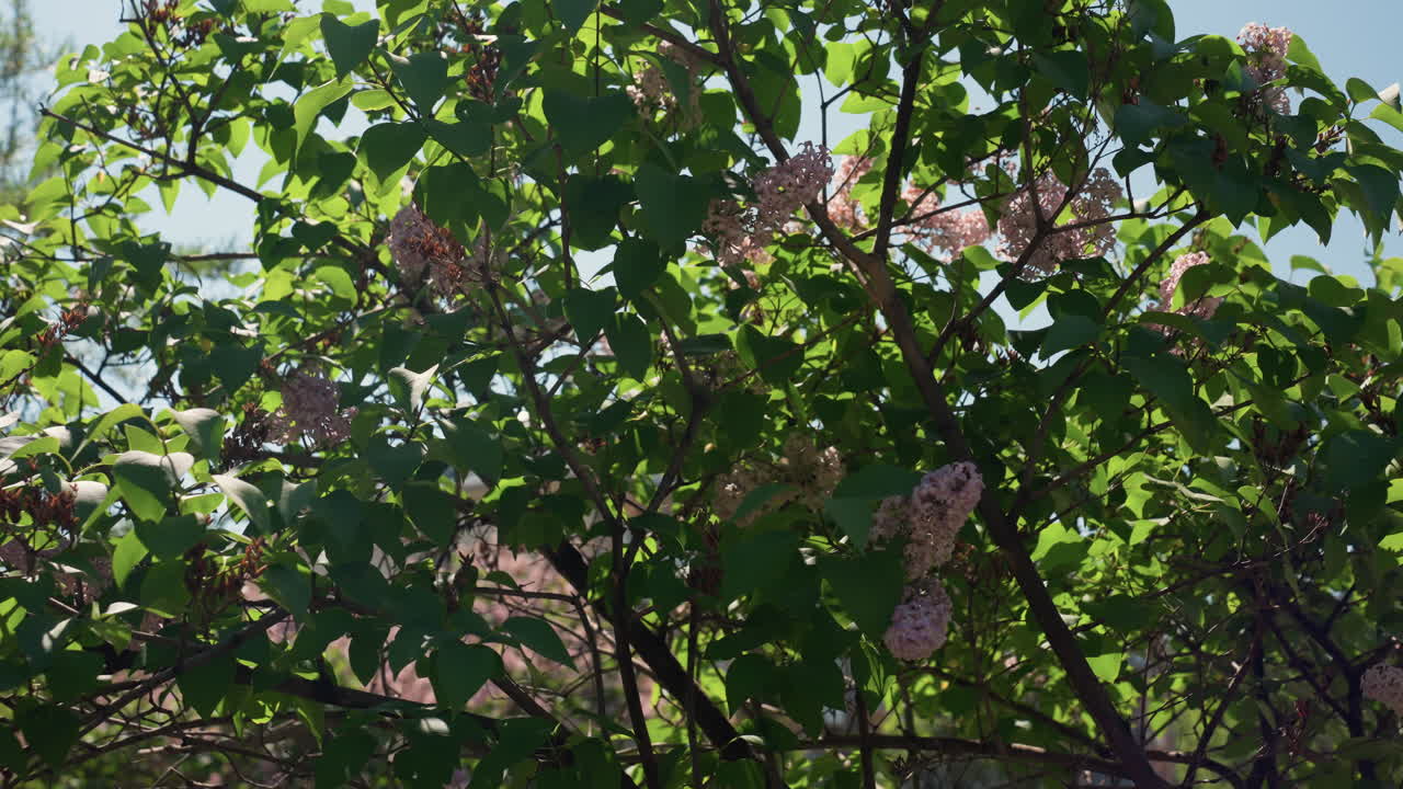 lilos florecientes con fondo soleado, ramas iluminadas por el sol adornadas con una fragante exhibición floral primaveral, la luz del sol brillante resalta la rica vegetación y las delicadas flores rosas en un entorno de jardín primaveral