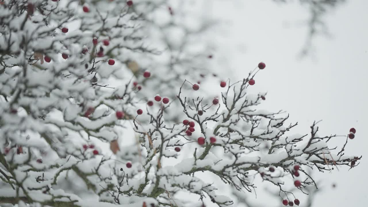 첫 번째 눈은 로완 나무의 가지를 부드럽게 고, 은 열매와 잎을 강조하여 근접 파랄락스 뷰를 나타니다.