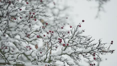 First-snow-delicately-covers-the-branches-of-a-rowan-tree,-highlighting-the-red-berries-and-leaves-in-a-close-up-parallax-view