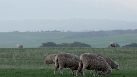 ovejas pastando pacíficamente en un campo exuberante