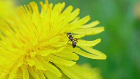 una hormiga negra se arrastra sobre una flor de diente de león amarillo y se esconde detrás de sus hojas de flor, disparo en cámara lenta