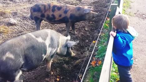 caucasian boy looking at pigs in pigsty