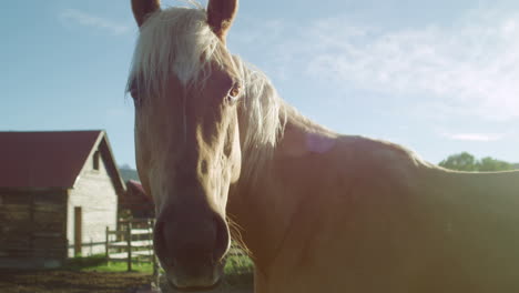horse on ranch looking at camera with sun flare before turning away