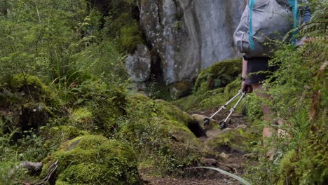 tilt up, kea bird walks along lush fiordland trail infront of hiker, kepler track, new zealand