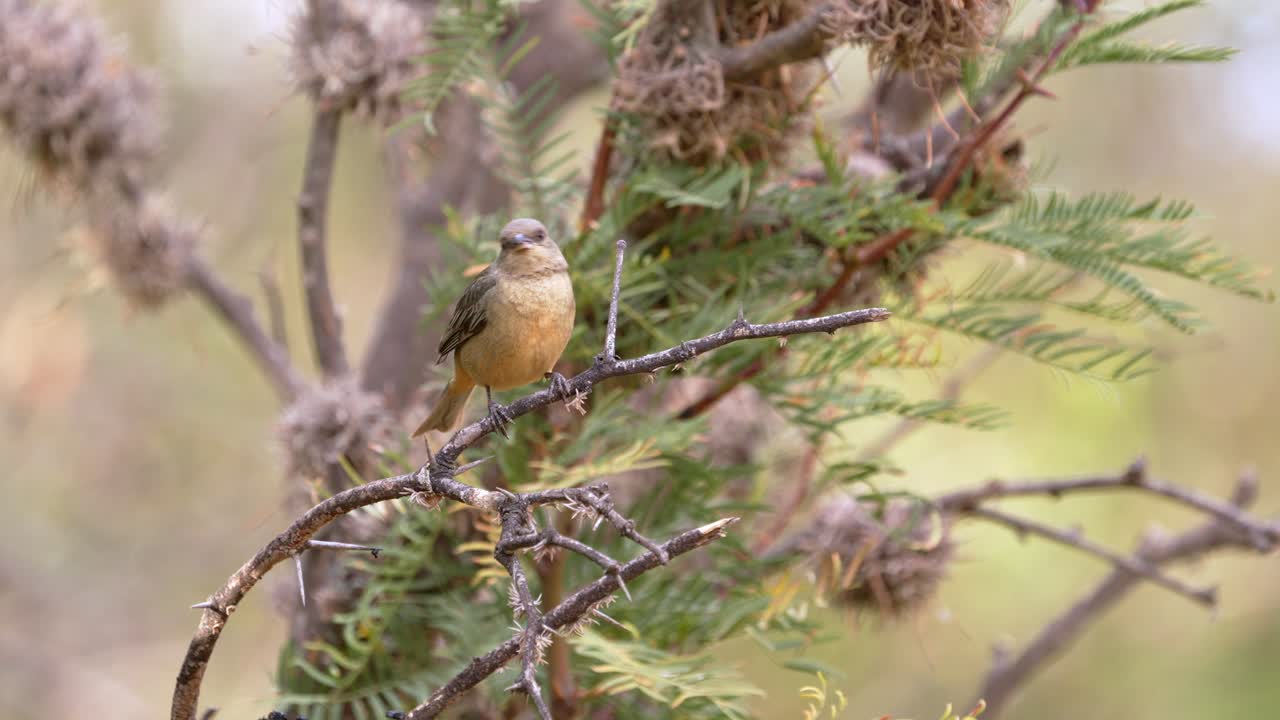 una hembra de tangara azul y amarilla posada en una rama