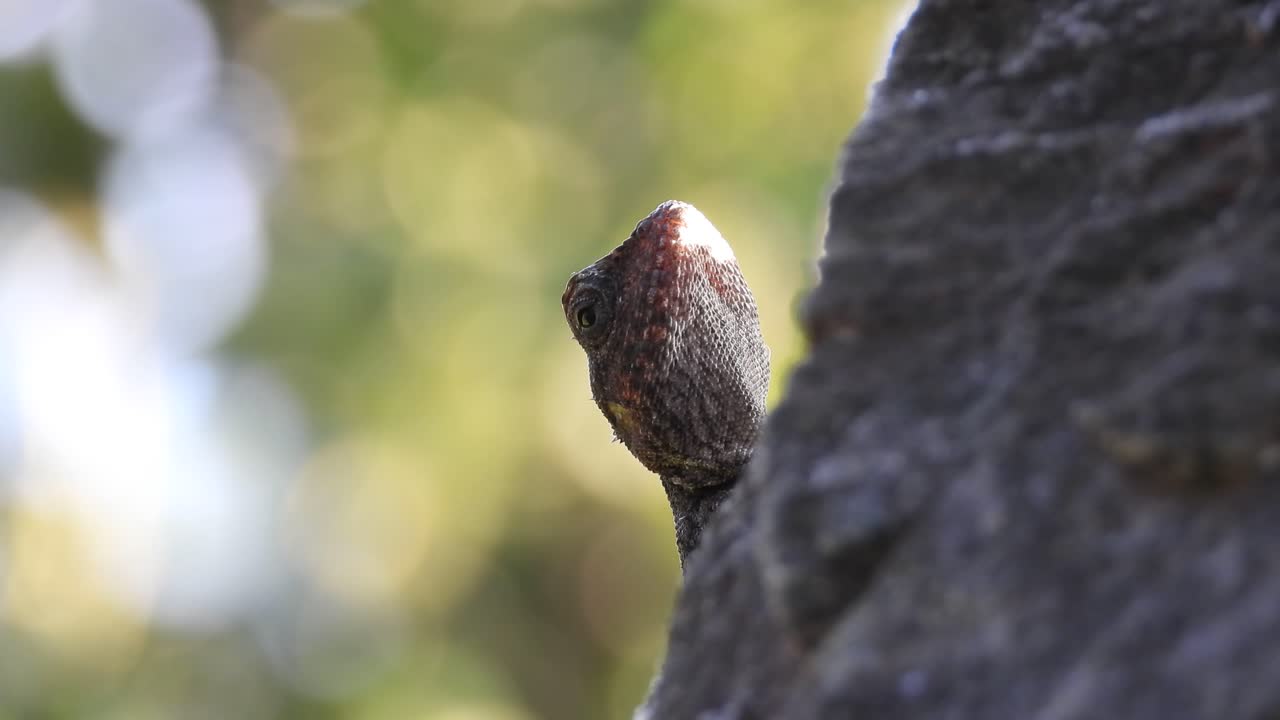 기도를 기다리는 도마뱀.