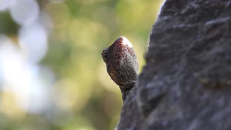 lizar esperando orar.