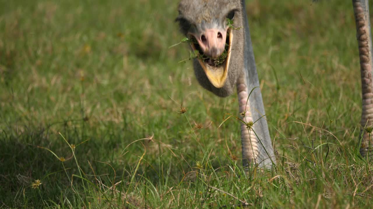 초원에서 풀을 뜯고 먹을 씨앗을 찾고 있는 다 자란 타조