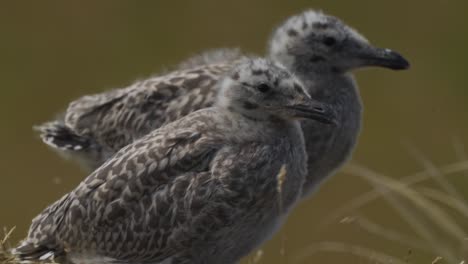 two mature birds with gray feathers and a soft texture