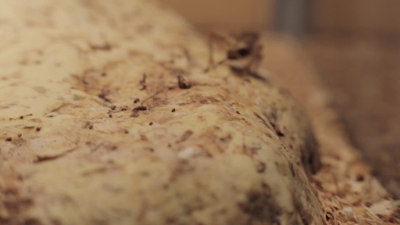 un curioso grillo escaneando un recinto de reptiles.