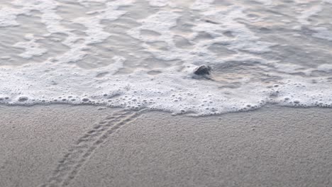 a hatchling newborn sea turtle leaves a trail in the sand as it successfully reaches the ocean for the first time