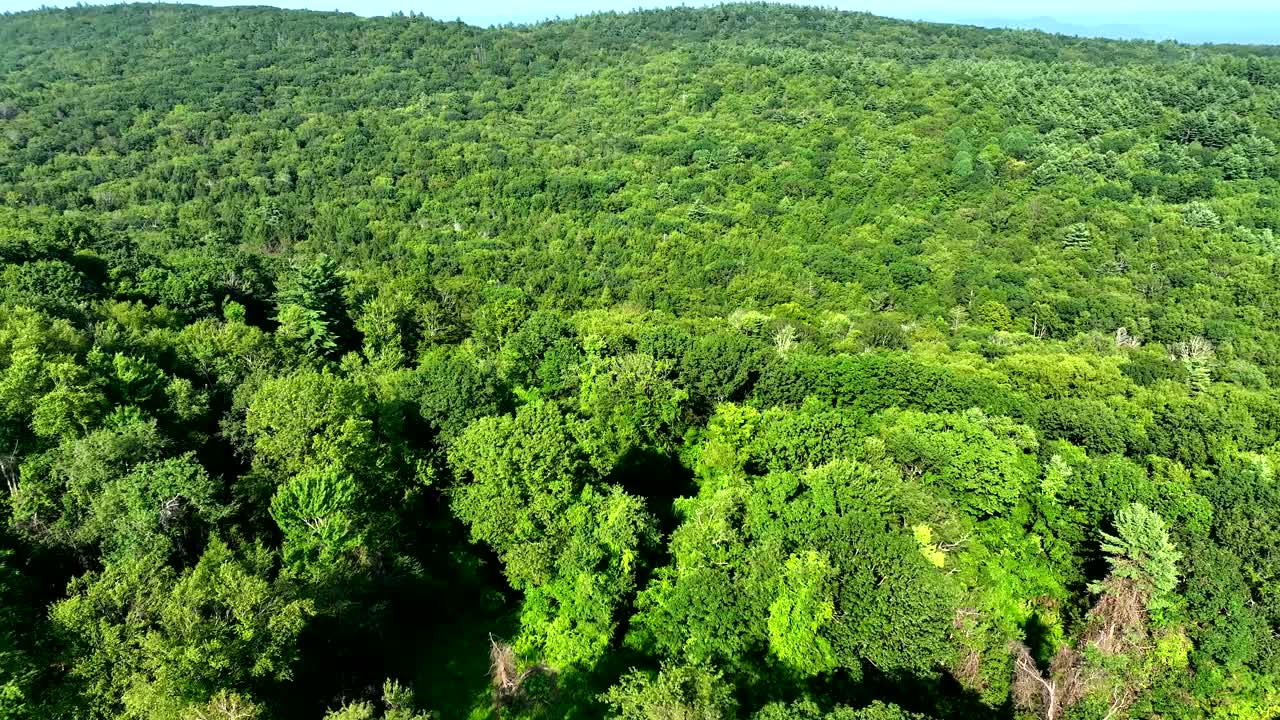 High angle view of vast green treetops in hilly northeastern woodland
