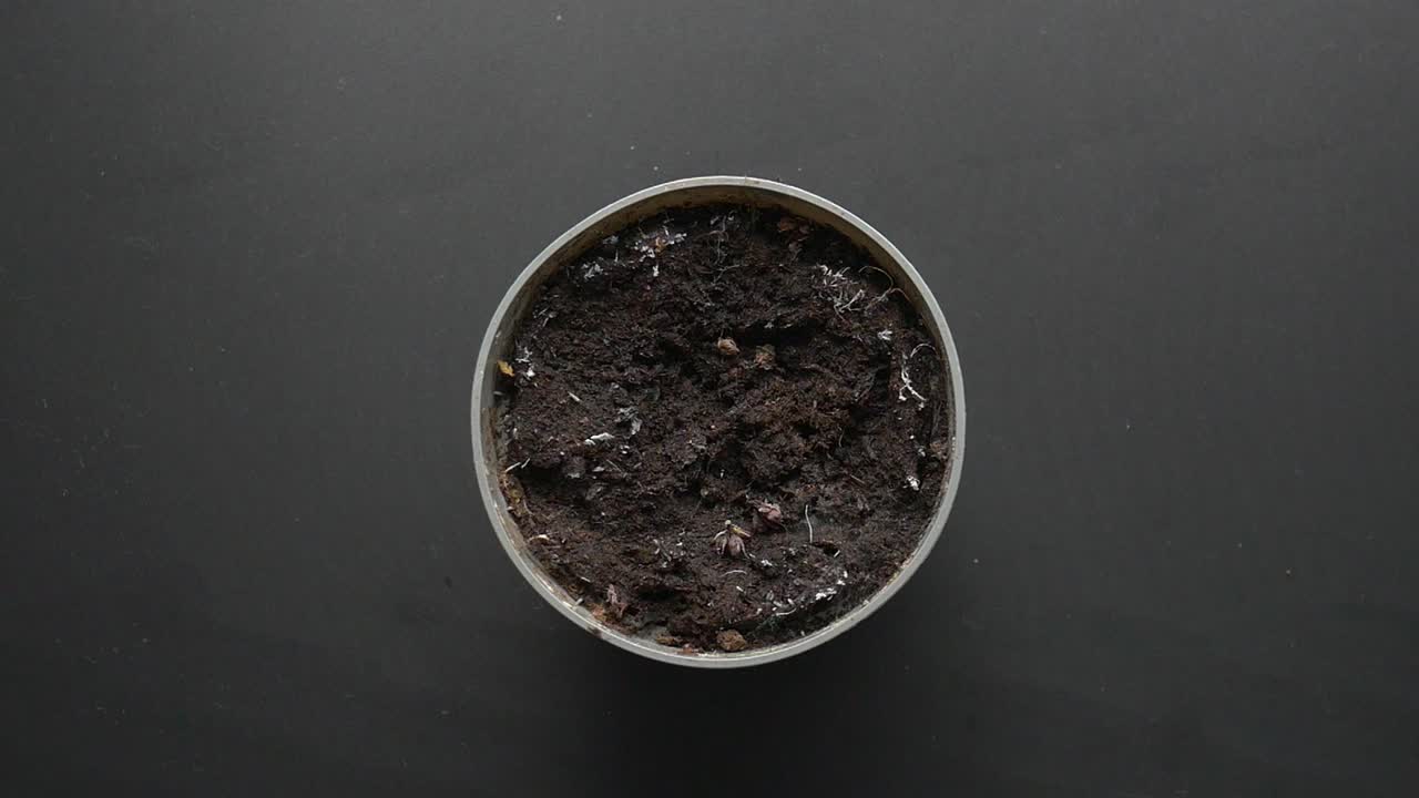 Piantare semi in un vaso