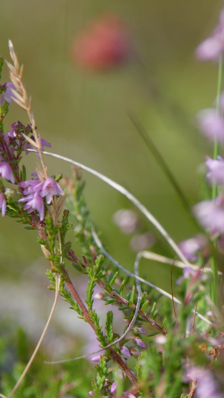 La fotocamera sposta il fuoco lungo i fiori di erica viola in una prateria, con uno sfondo bokeh morbido e luce naturale.