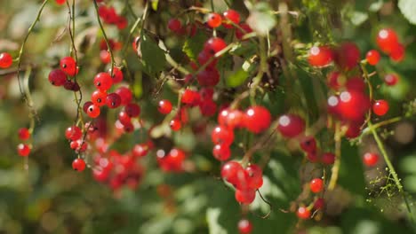 Red-currant-growing-in-big-quantity-on-a-tree-blurry-background,-4K-50-fps