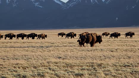 bison herd on the plains