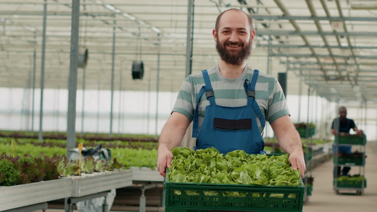 Farmers Harvesting Lettuce in Greenhouse