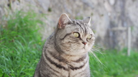 tabby cat sits and looks around