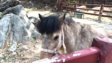 a horse interacts with its surroundings