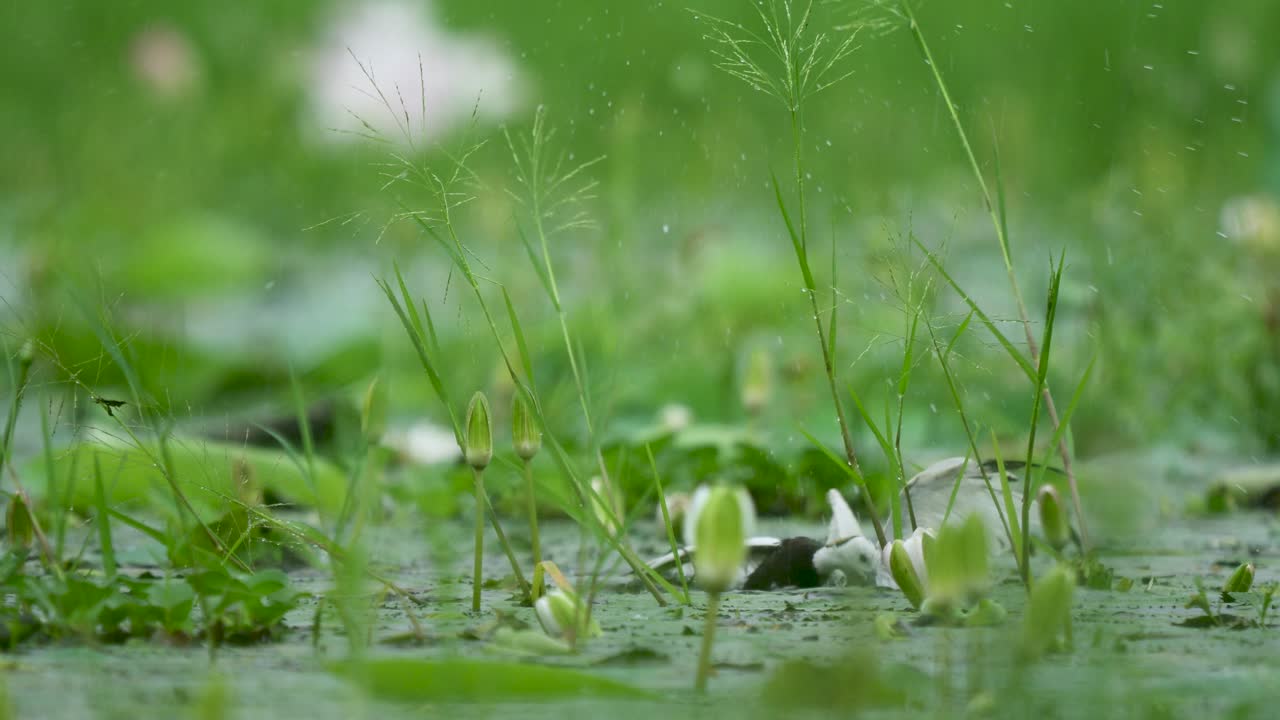 The Pheasant-Tailed Jacanas fight under the storm, splashing water and shaking feathers as rain pours over the wetland