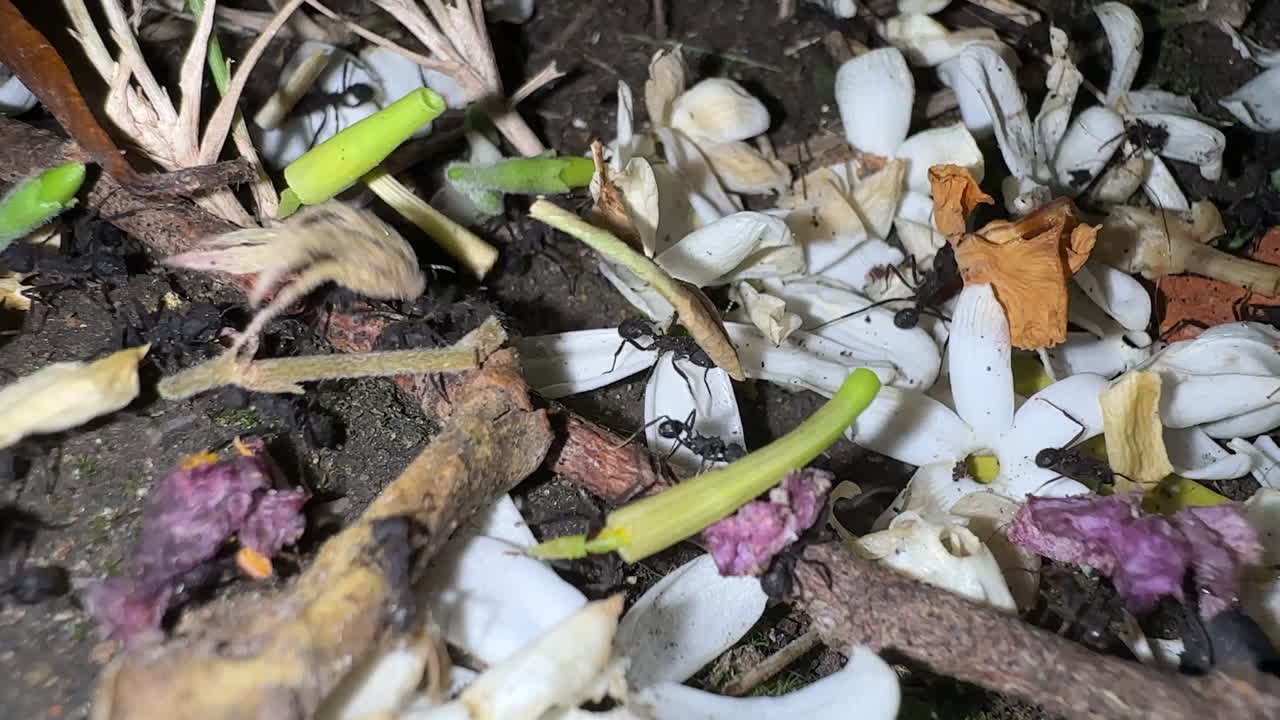 Ants Working at Night Time 6