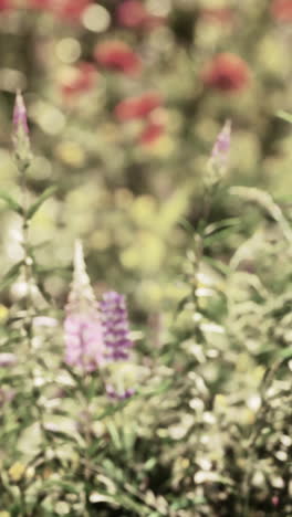 close-up of purple flowers in a garden